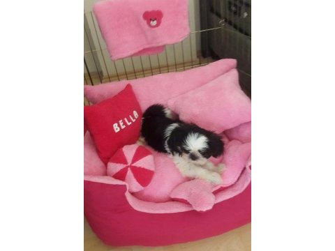 Shih tzu bella