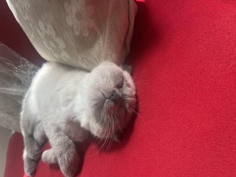 4 aylık cins scottish fold blue point kedim
