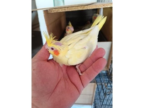 Yeni yavrular büyüyor rezerve açık kuşlar