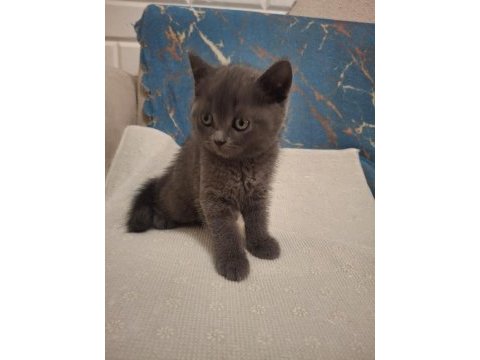 British shorthair kedisi
