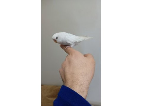 Ev üretimi muhabbet kuşu yavrular