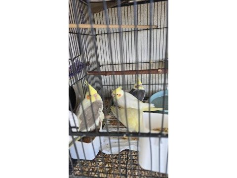 Bebek sultan papağanları lutino karışık