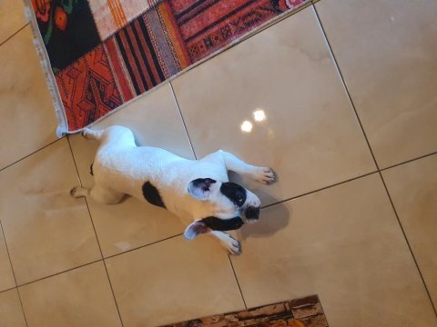 1 yaşında safran ırk gül kuyruk french bulldog