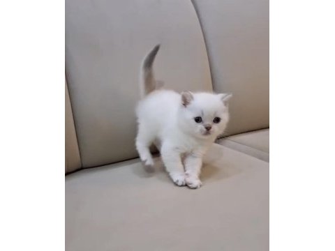 Safkan orjinal ırk yavrumuz