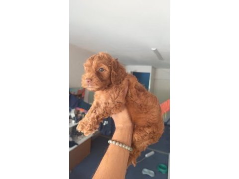Safkan cockapoo yavrumuz