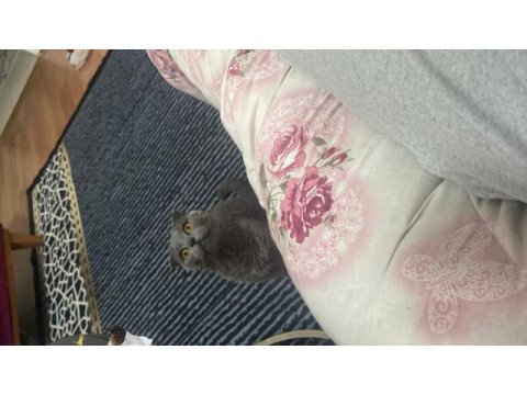 10 aylık scottish fold malzemesi beraber verilecek ektedir