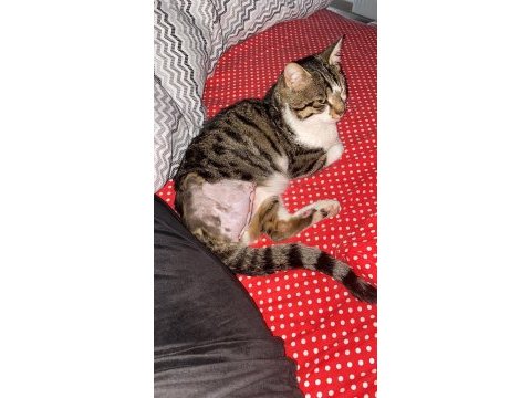 Depremzede engelli kahraman kedi