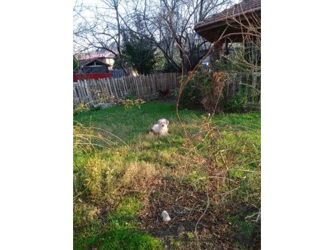 8 aylık erkek maltipoo yavru