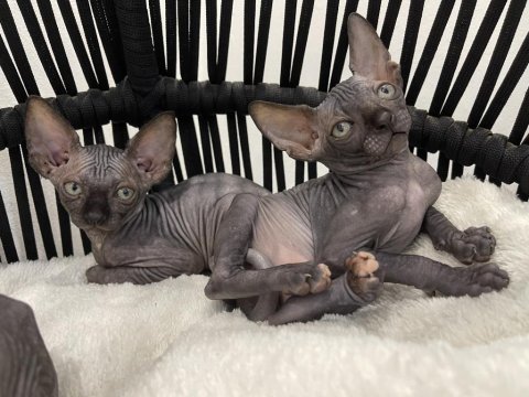 Sphynx sfenks tüysüz dişi erkek yavruları