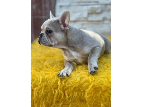 Lilak tan french bulldog dişi kızımız