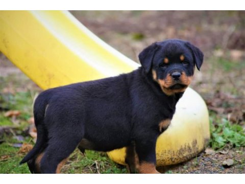 Safkan şecereli şampiyon yavru köpekler