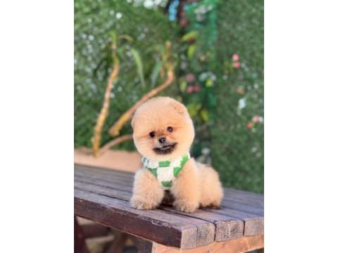 Teacup oranj pomeranian boo miniğimiz