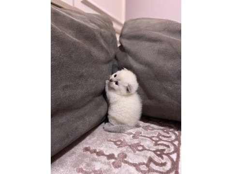 1 aylık scottish fold yavrular