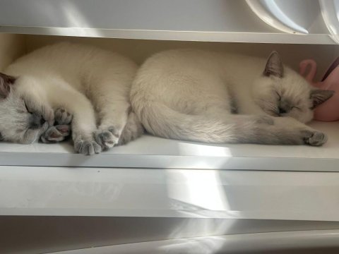 90 günlük british shorthair blue point