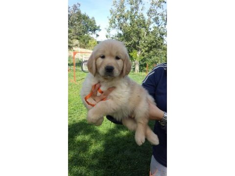 Golden retriever yavruları