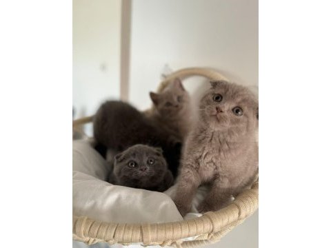Scottish fold bebeklerimiz