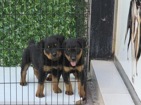 A kalite erkek rottweiler yavrularımız