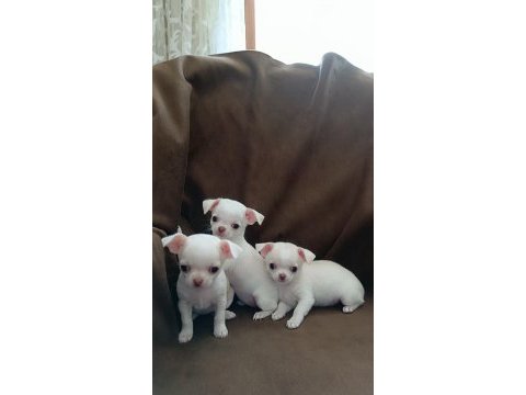 Şivava, chihuahua yavrularımıza yuva arıyoruz
