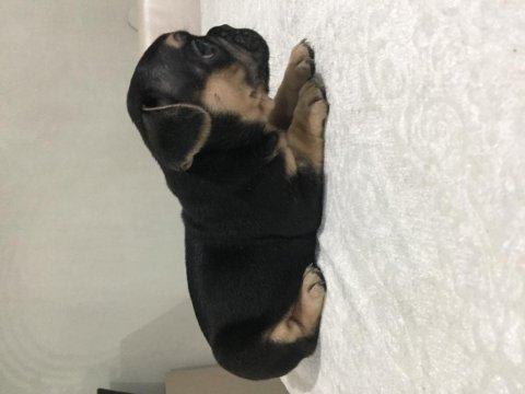 Egzotik french bulldog bebekleri