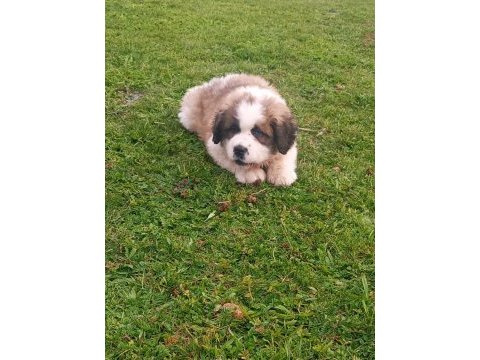 St bernand dişi köpeğimiz