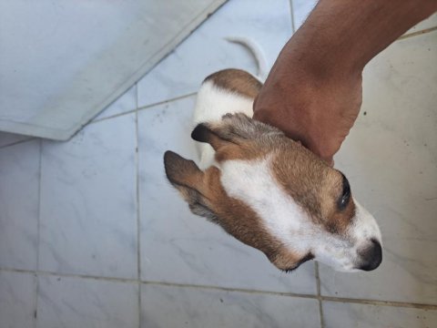 3 aylık erkek acil sahib aranıyor chihuahua