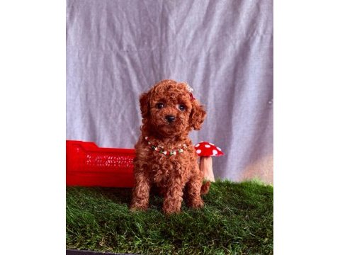 Safkan toy poodle bebekler