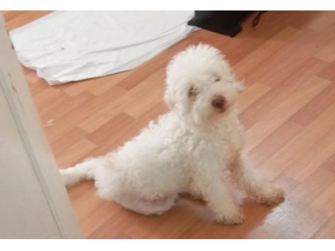 Beyaz maltipoo köpeği