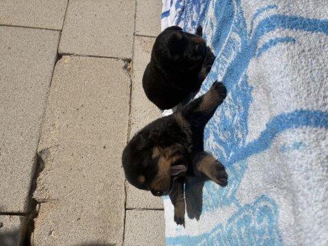 Doberman köpeklerimiz