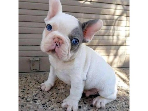 A kalite french bulldog yavruları