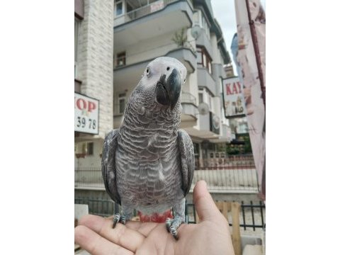 Full evcil oyun hamuru gibi jako