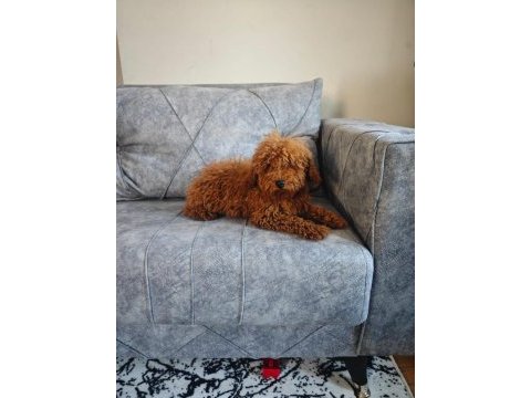 A kalite toy poodle kızımız