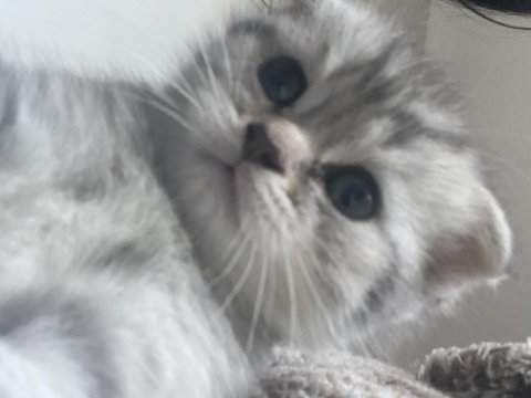 Dişi scottish fold yavrum