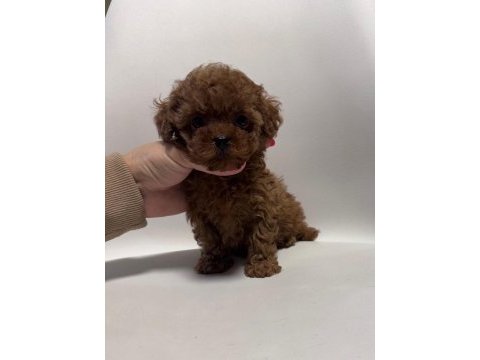 Toy poodle yavrular karta taksitle heryere gönderilir 