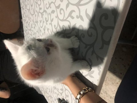 İran ile bristh kırması