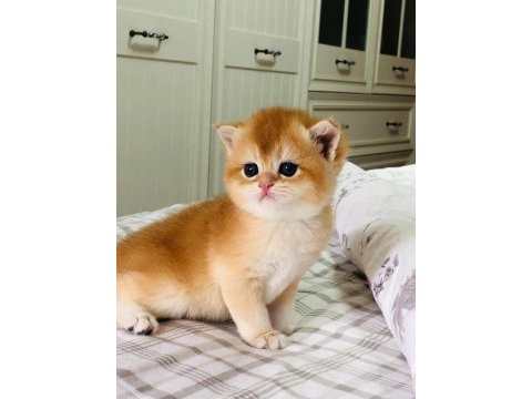 A kalite british shorthair golden yavrular