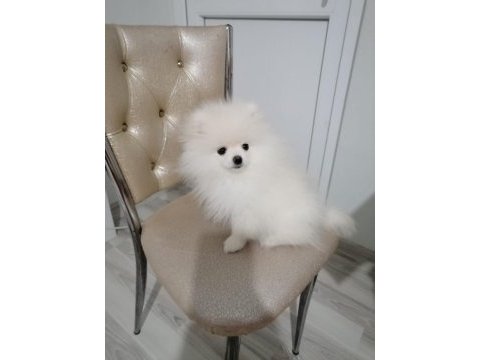 Kar beyaz ayı suratlı garantili pomeranian yavrularımız