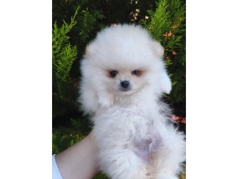 Ayıcık pomeranian boo