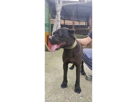 1 yaşında cane corso italyona köpeğimiz