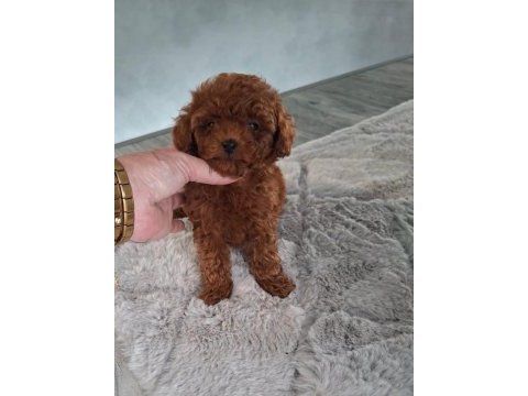 Toy poodle minik köpekler