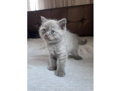 British shorthair cinsi yavru kedimiz