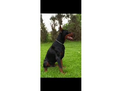 A secere safkan doberman yavrular