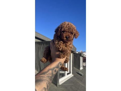 Orjinal toy poodle yavrular