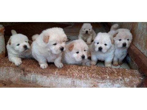 Sağlık ırk garantili ve kaliteli chow chow yavrular