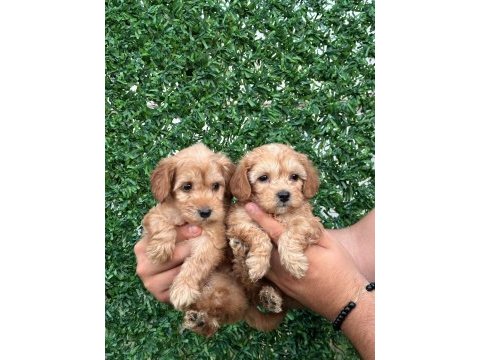 Maltipoo yavrular