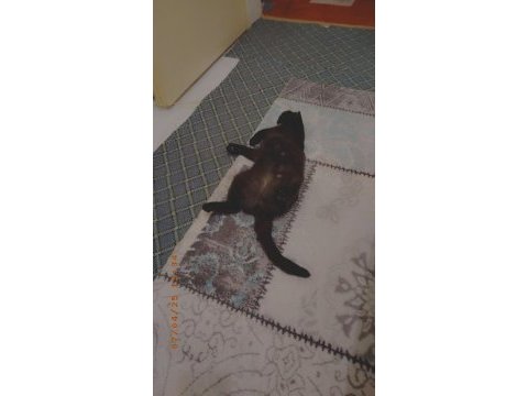 Kedime yeni sahip arıyorum