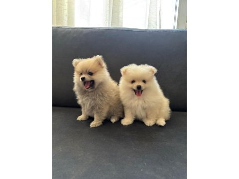 Süper şirin pomeranian 4 aylık spitz