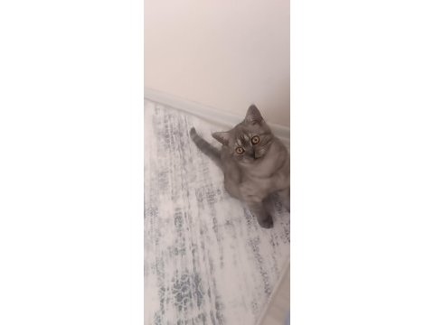 British shorthair dişi yavru