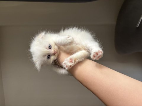 Scottish fold yavrular