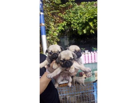 Pug yavruları a kalite tüm illere gönderim
