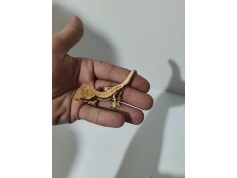 Crested ve leopard geckolar